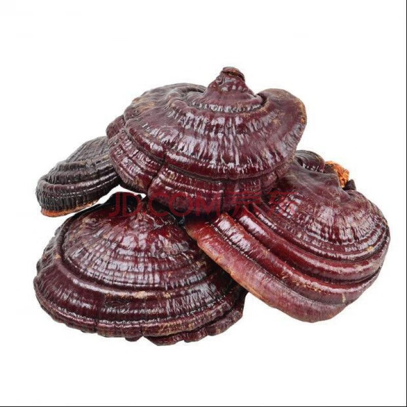 长白山灵芝孢子粉正宗灵芝赤芝紫芝 正宗灵芝(紫芝500克)