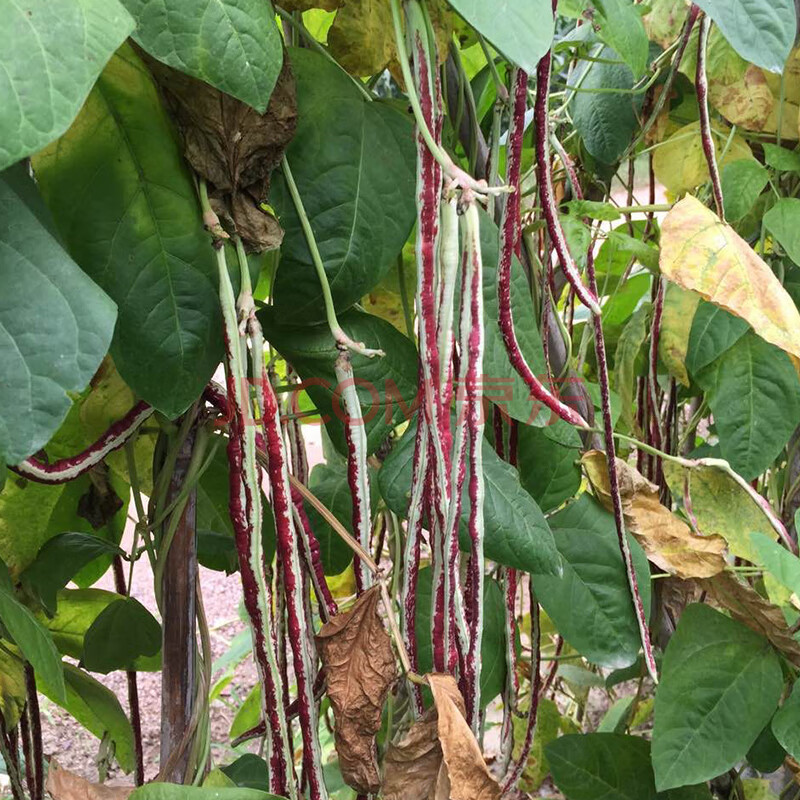 顏集卉花豇豆種子摘不敗高產綠條特長豆角種籽春播架豆蔬菜四季豆蔬菜