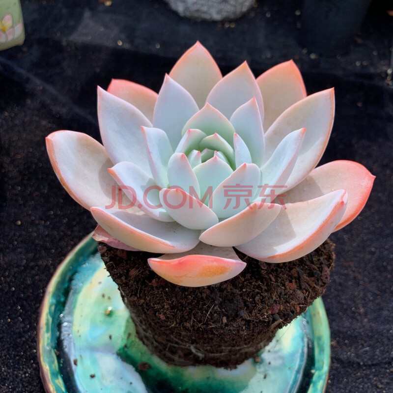 白莲多肉稀有品种贵货 单头 裸根不带土