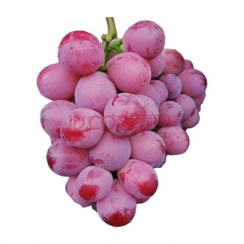 红提 脆甜有籽新鲜提子葡萄当季水果整箱 3斤