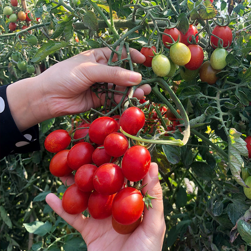 u现摘圣女果新鲜水果小番茄西红柿新鲜小柿子新鲜蔬菜孕妇水果 三斤