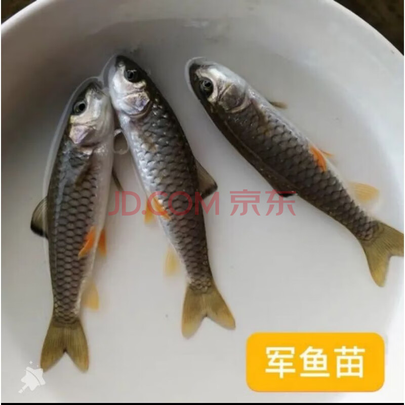 唐造泥鰍苗龍魚血鸚鵡羅漢魚鱷龜活體飼料魚食泥鰍活體餌料魚飼料 2-4