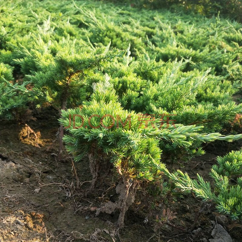 季常青好养耐寒柏树植物铺地柏爬地柏花卉植物老桩绿化苗木绿篱迎客松