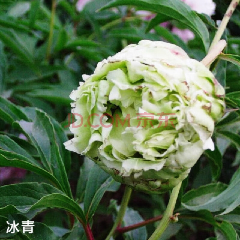 芍藥花苗盆栽根塊帶芽四季開花室內重瓣花卉綠植易活陽臺庭院植物