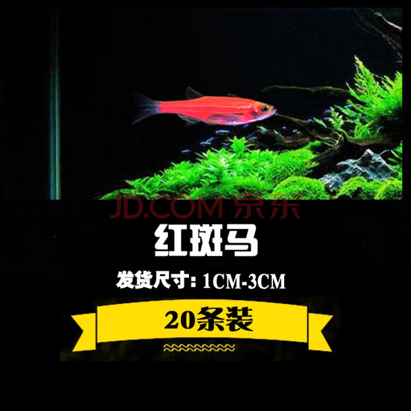 冷水魚熱帶觀賞魚活體練手草缸新手金魚苗小型淡水好養 紅斑馬20條