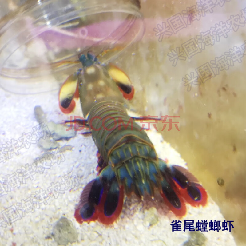 天弗雀尾螳螂虾活体海水鱼观赏宠物皮皮虾海水鱼缸快递包活 雀尾螳螂