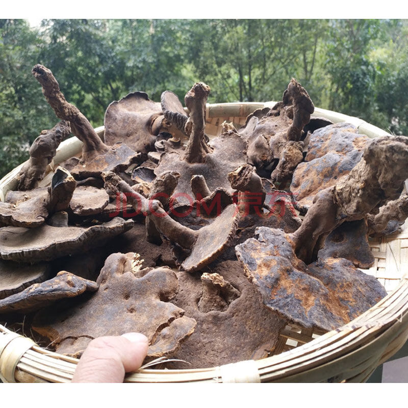 竺芝堂 假芝 灵芝 皱盖假芝 皱盖乌芝 假芝250克 野生假芝250克