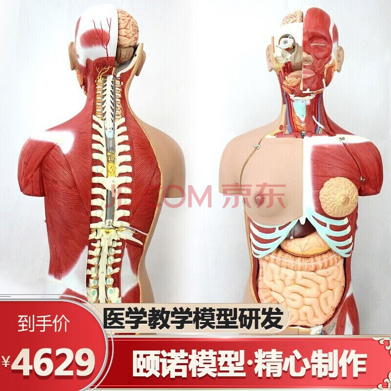 颐诺enovo 豪华版85cm人体器官系统解剖模型医学整体系统解剖躯干内脏