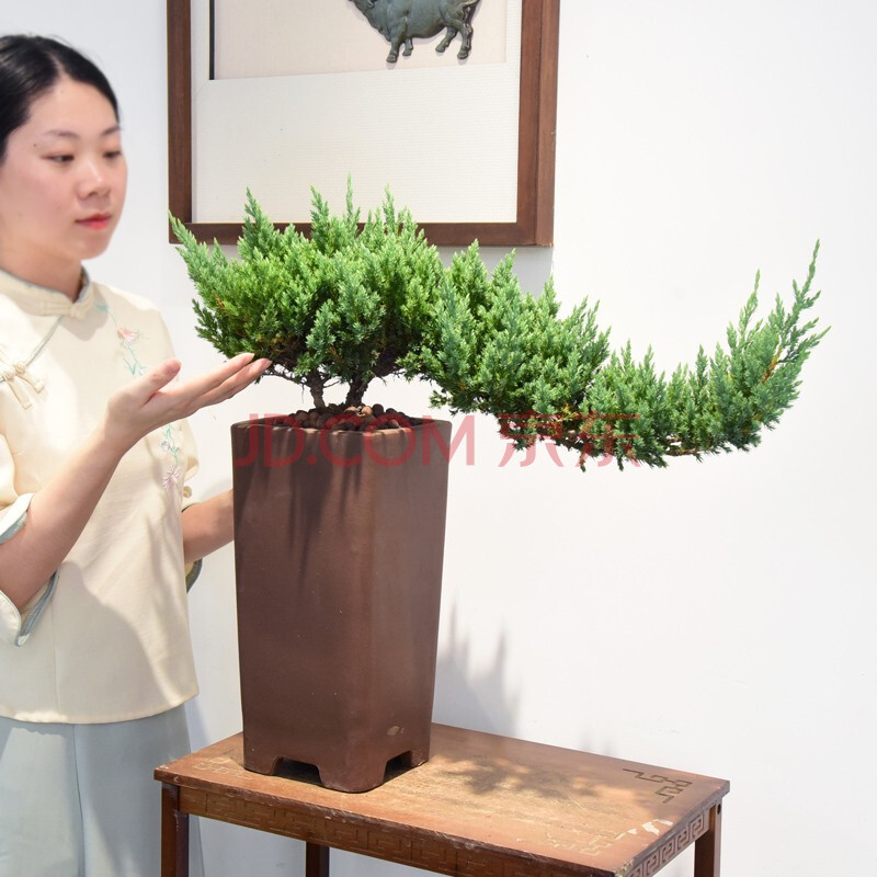 自然空間 濟州真柏樹懸崖式造型盆景客廳室內玄關植物盆栽綠植四季