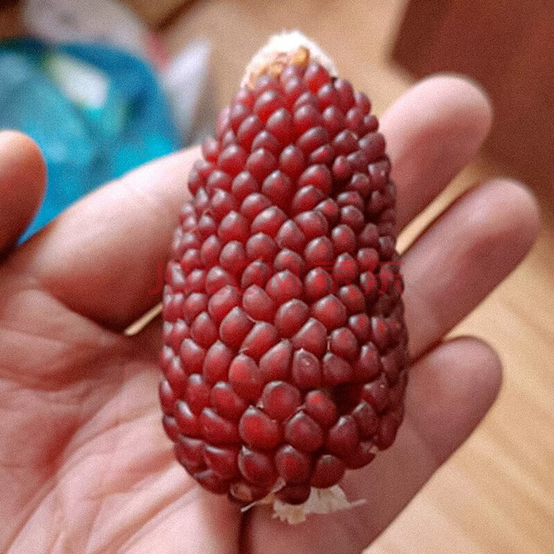 小玉米杂交菠萝草莓奶油蔬菜菜籽家庭种植 草莓玉米种子10g约100粒