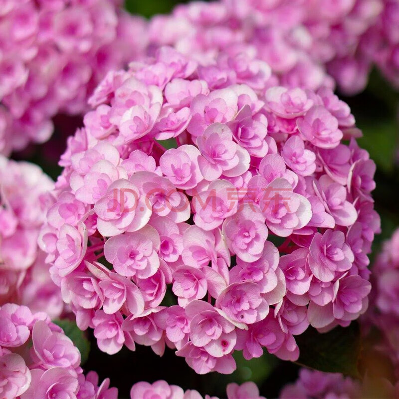 红豆(hodo)无尽夏纱织小姐绣球花大苗大花型当年开花木本花大号老桩