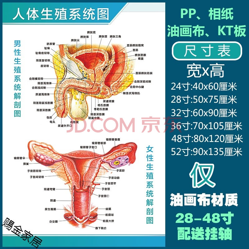 器官挂图(默认发背胶贴纸材质的,需要其他联系客 人体生殖系统图 48