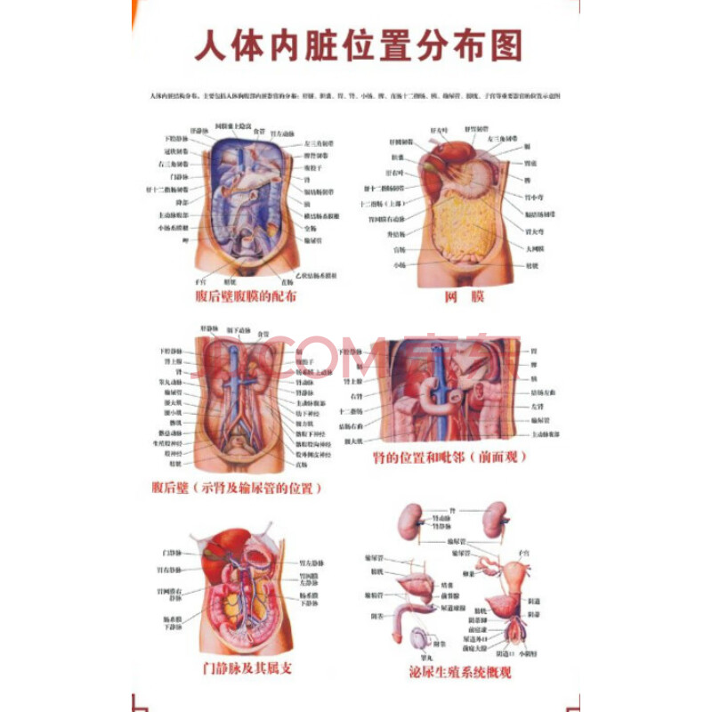 人体骨骼图挂图器官内脏结构图海报脊柱图解肌肉分布解剖图挂画(注意