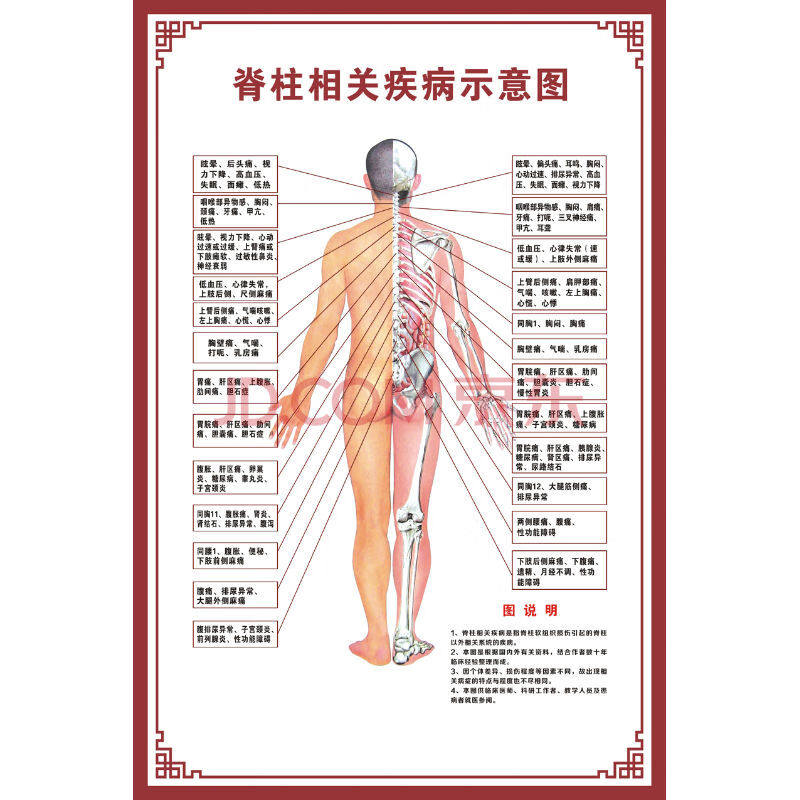 【新品】人體骨骼圖大掛圖器官示意圖內臟結構圖穴位圖人體肌肉解剖圖