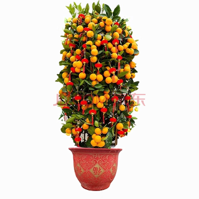 金桔盆栽室内招财植物开业送礼花卉带果带装饰品春节年宵观赏盆景 大