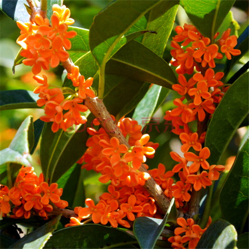 树苗金桂丹桂 嫁接桂花盆栽地栽沉香桂花苗 庭院绿植桂花树苗 状元红3