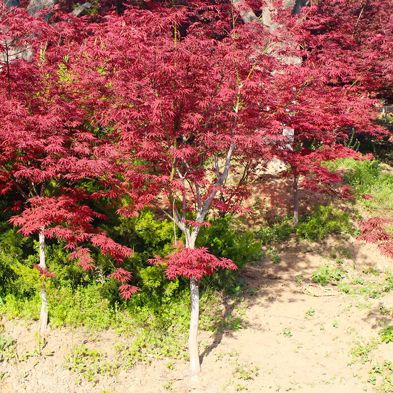 侬律花园 中国红枫树苗 苗木 庭院树 花木 红枫树苗 花卉 绿化植物