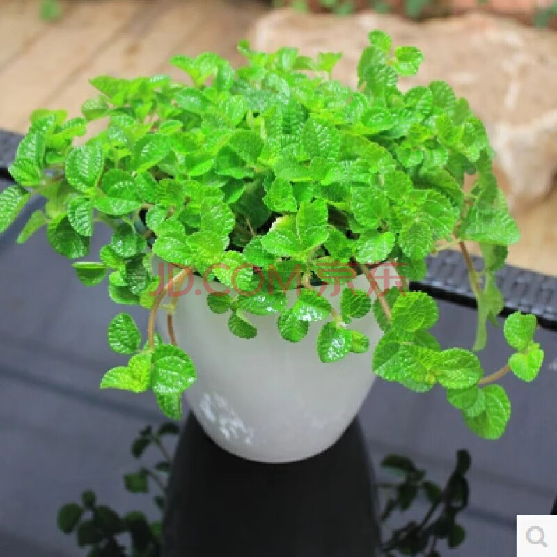 云仓吸毒草吊兰薄荷小盆栽室内绿植花卉z1 白盆吸毒草 含盆