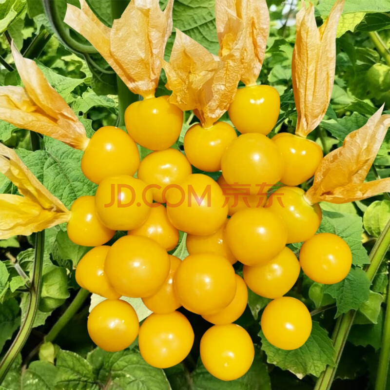 东北特产黄姑娘果甜菇娘果农家自种新鲜当季水果洋姑娘果灯笼果 精选2