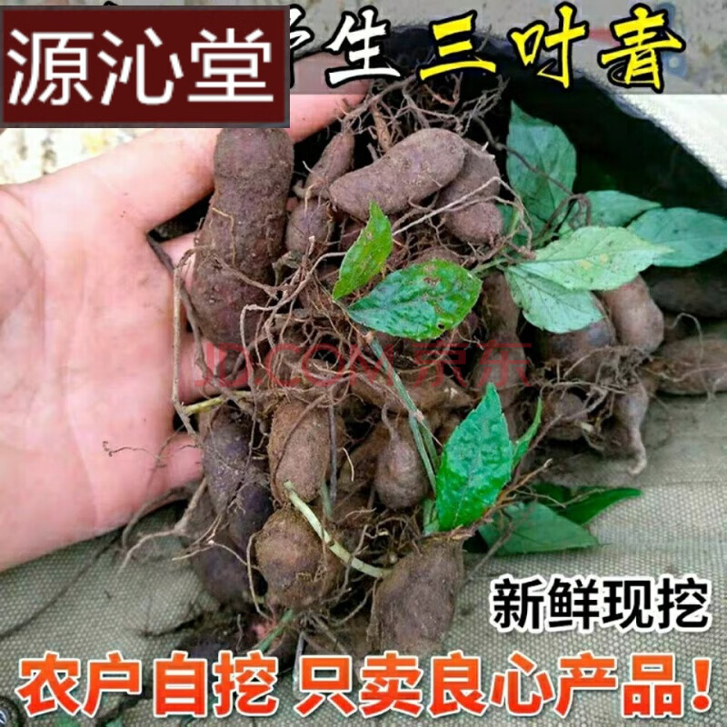 丝线吊金钟草药图片