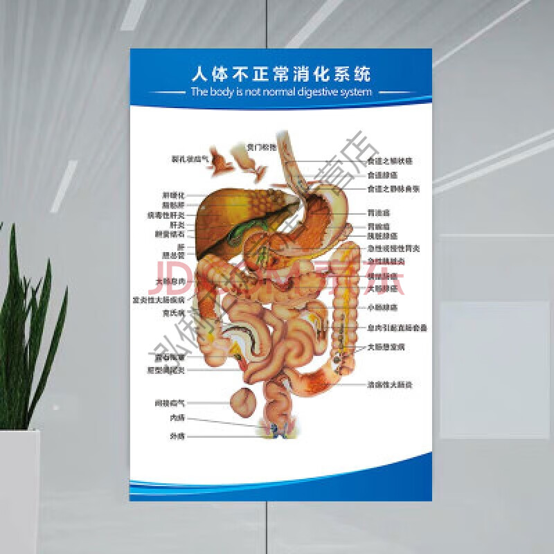 人體骨骼圖大掛圖肌肉解剖圖器官結構圖穴位醫學骨科全身掛畫圖片