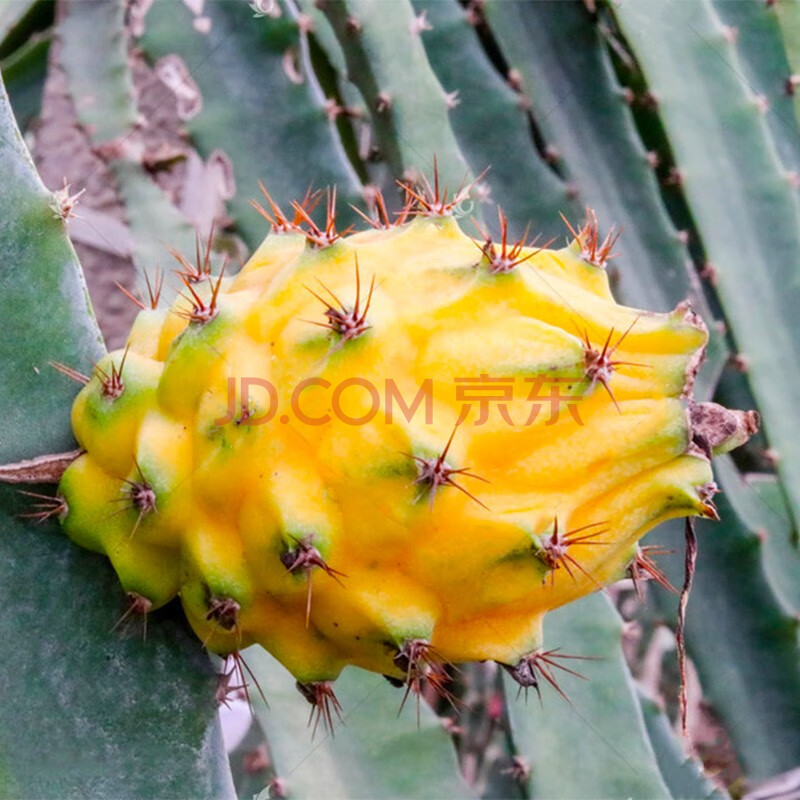 潮苑 广东燕窝果麒麟果黄龙果 原箱4.5斤装