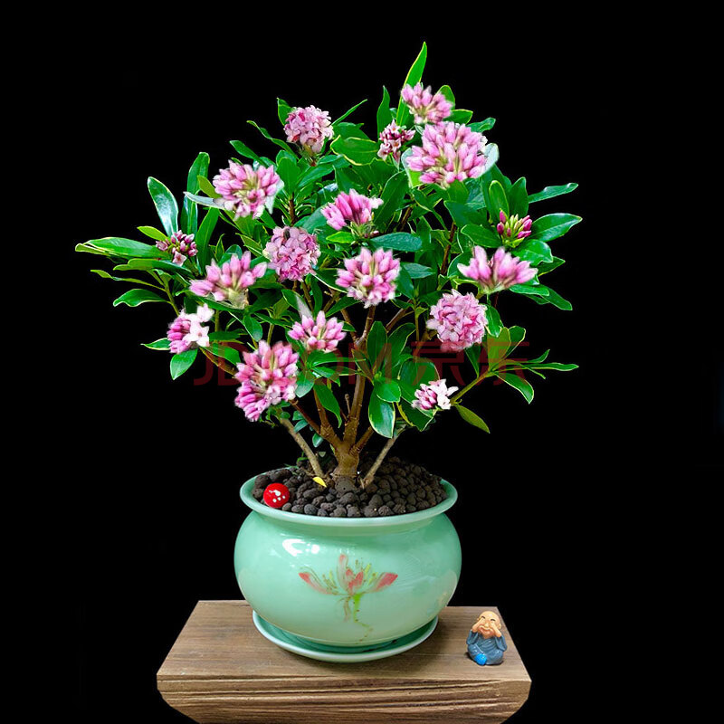 金边瑞香盆栽浓香型办公室内好养观花盆栽芳香植物冬季花卉带花苞