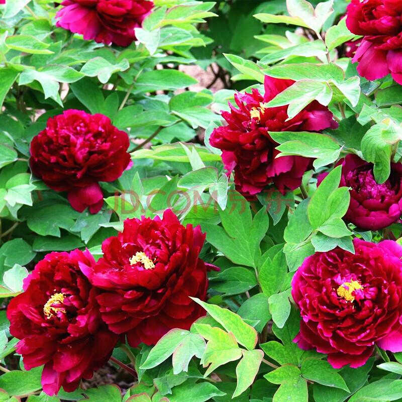 拓赛 牡丹王室内花期洛阳牡丹花苗大苗 墨润绝伦 含盆(塑料螺纹盆)