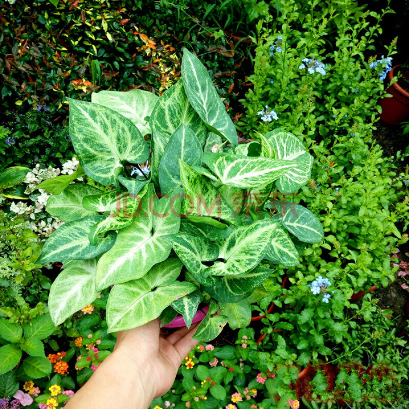 竹芋青蘋果觀葉盆栽植物四季常青室內水培植物綠植 合果芋 不含盆