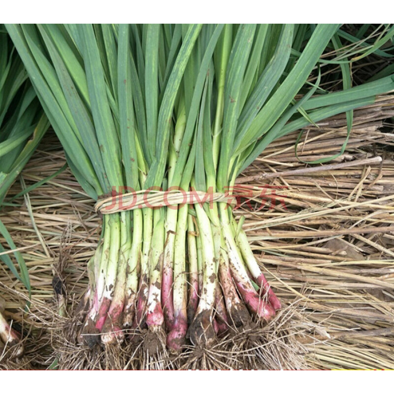 农家自种香蒜苗新鲜蔬菜红头蒜苗红皮蒜苗传统土蒜苗大蒜苗5斤10斤 10