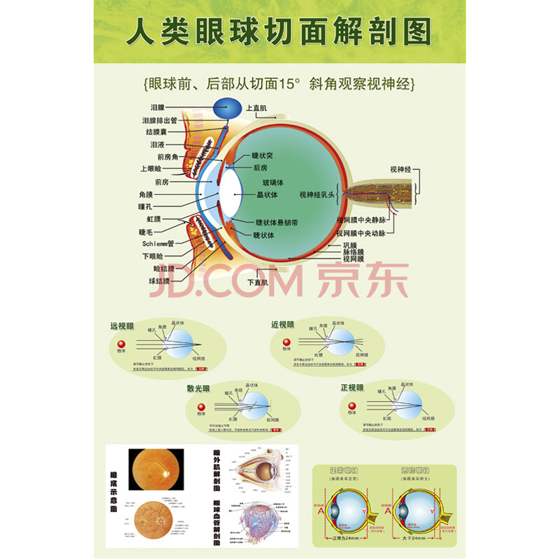 人体眼球切面剖解图 80x120(厘米=48寸 油画布送铝合金挂轴