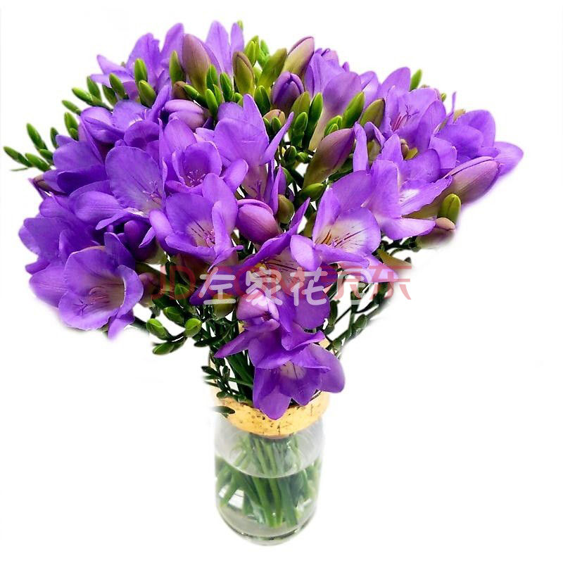 小苍兰种子姜花种球多年生球根芳香花卉盆栽植物秋冬种植 紫色单瓣6球