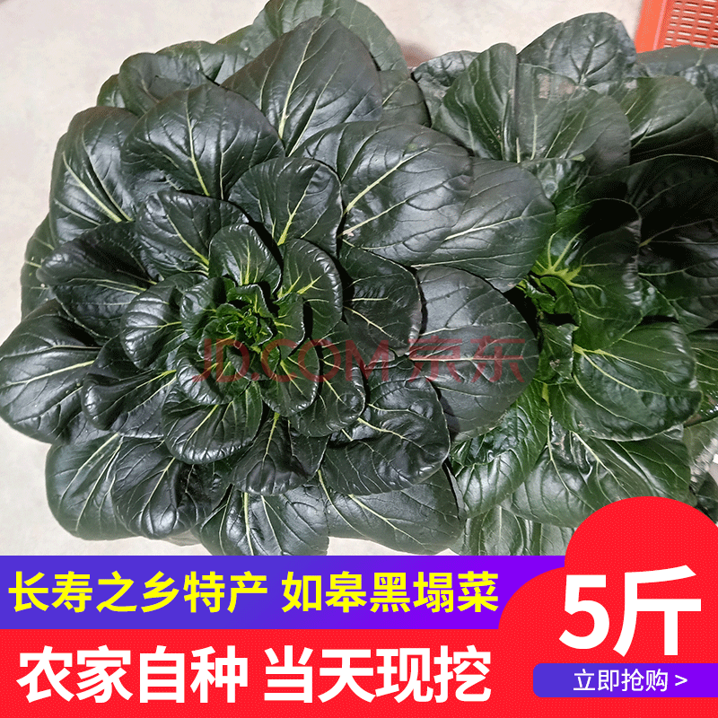 特产如皋黑菜5斤2斤黑塌菜新鲜蔬菜青菜露天霜冻趴趴菜乌塌菜农家 3斤