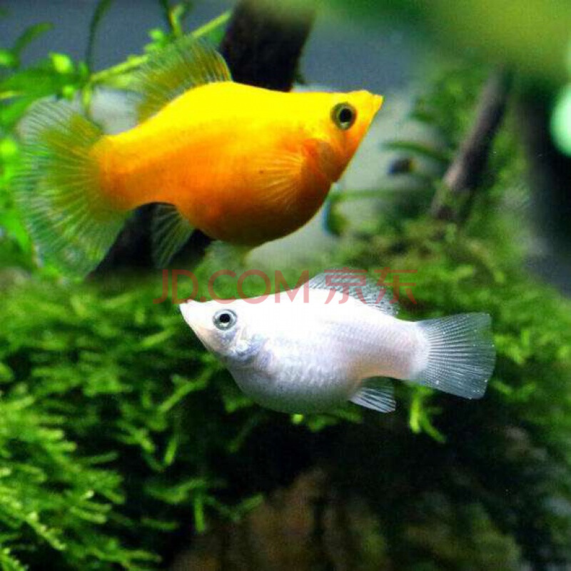 玛丽鱼胎生鱼热带鱼观赏鱼宠物鱼活体淡水可繁殖小鱼下崽狂魔 银球种