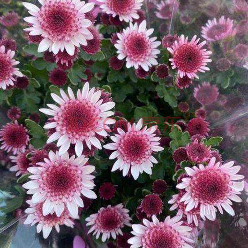 千头菊草莓心(带花苞)花苞爆满 不含盆