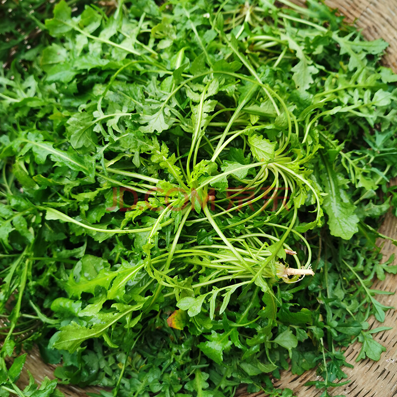 野荠菜荠荠2/4斤菜地菜野生荠菜野菜新鲜蔬菜现挖馄饨包子饺子馅春卷