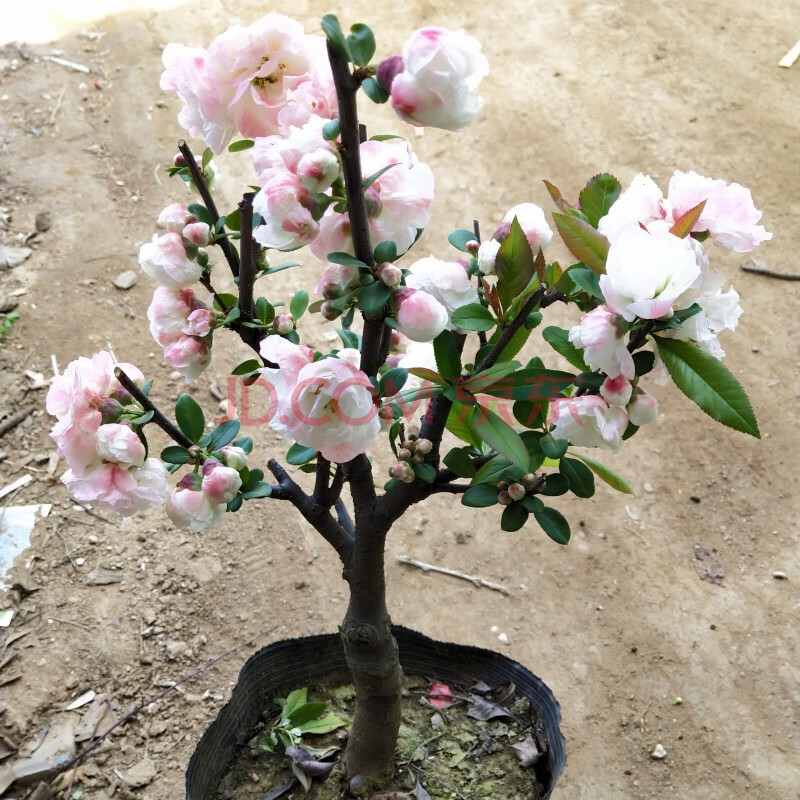 盆景老樁花卉植物室內陽臺好養的花苗 十年海棠【買二送一】品種可以