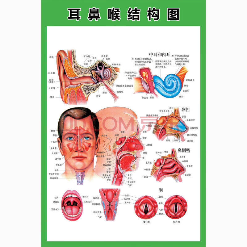 示意圖醫學宣傳掛圖人體器官消化系統結構圖海報 z116a-耳鼻喉結構圖