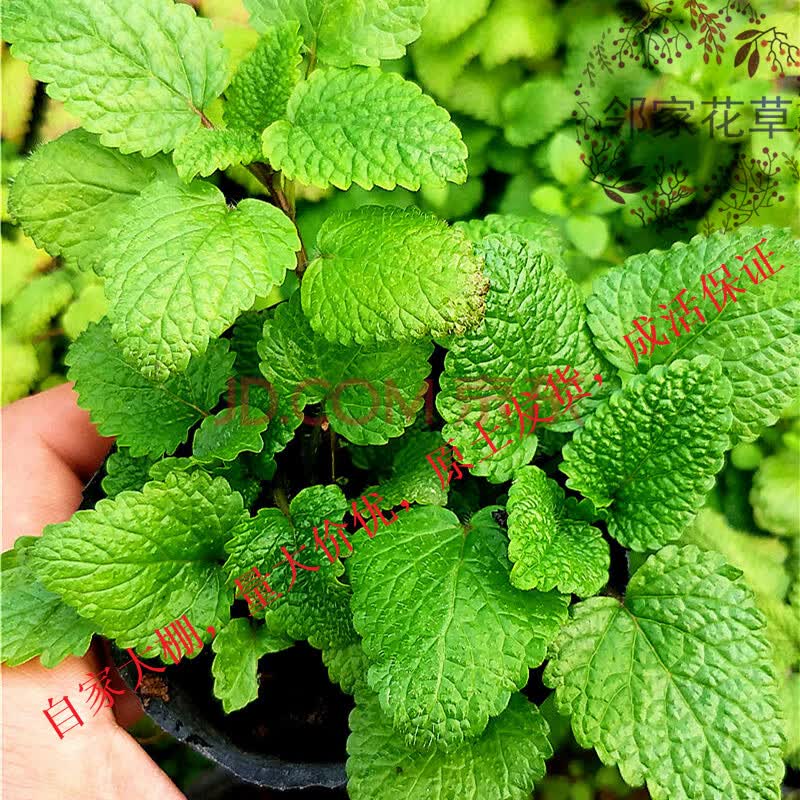 薄荷 留兰香 香蜂草 糖果 葡萄柚 阳台庭院 室内绿植 柠檬香蜂草 不含