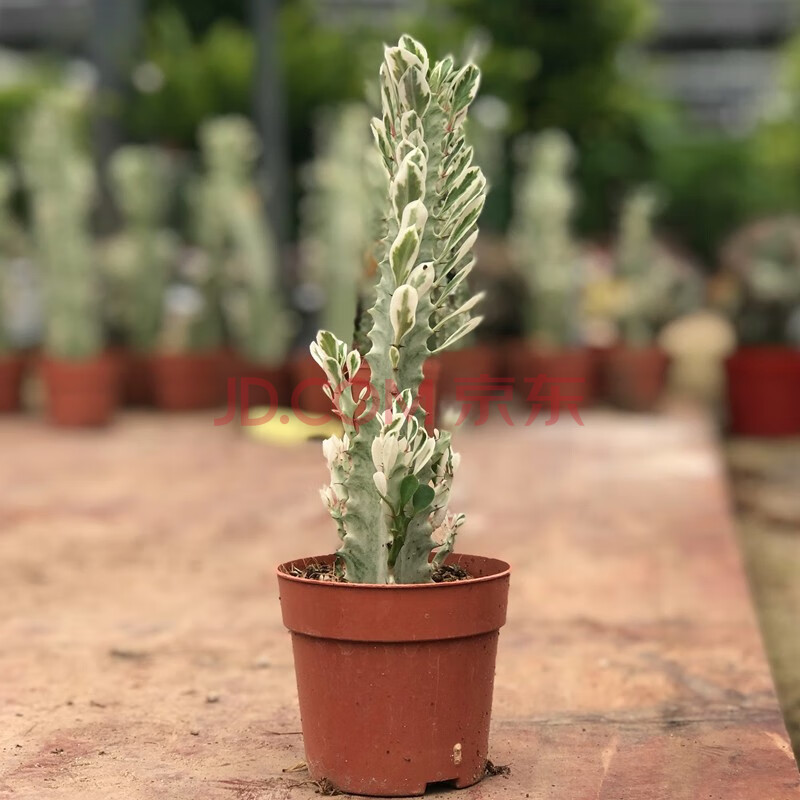 巴西龙骨沙漠将军粉黛盆栽室内客厅桌面店铺绿植 玉衣龙骨