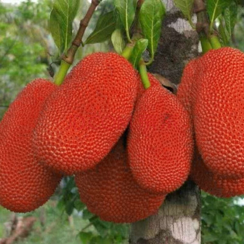 菠萝蜜苗四季马来西亚红肉菠萝蜜树苗木菠萝南北方种植当年结果 红皮