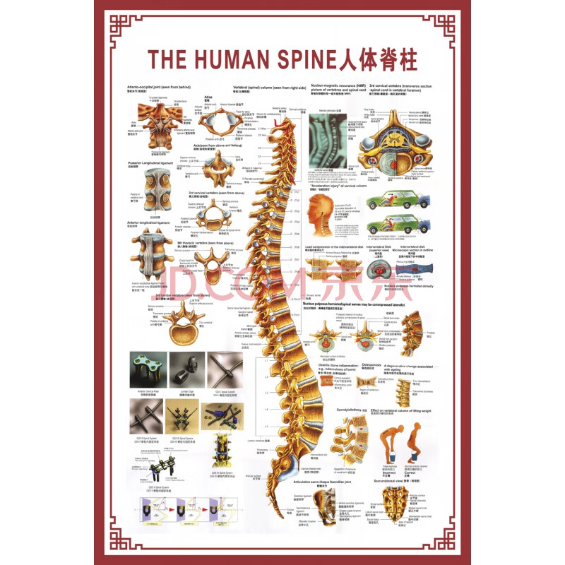 人體骨骼圖掛圖器官內臟結構圖海報脊柱圖解肌肉分佈解剖圖掛畫 the