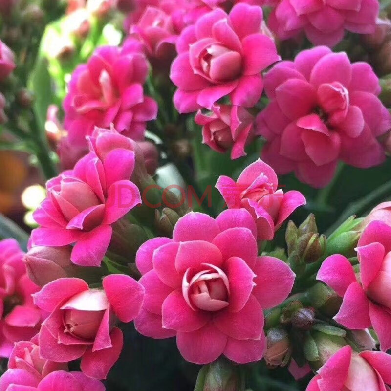 鹿角长寿花 进口鹿角巴黎系列重瓣单瓣绿植盆栽宫灯长寿大花小苗四季