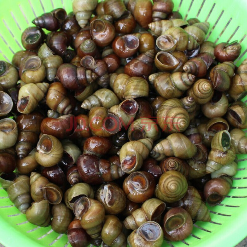 棠鲜生 微山湖田螺石螺泥螺现捞螺蛳 田螺 四斤装