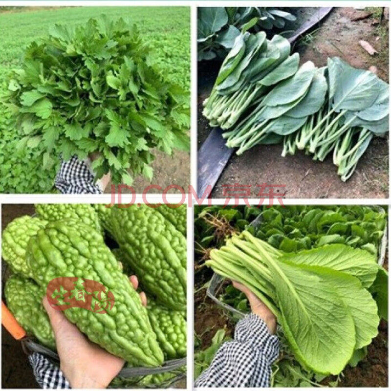 新鲜春菜 广东潮汕揭阳本地春菜 新鲜蔬菜女性坐月子蔬菜农产品 任意