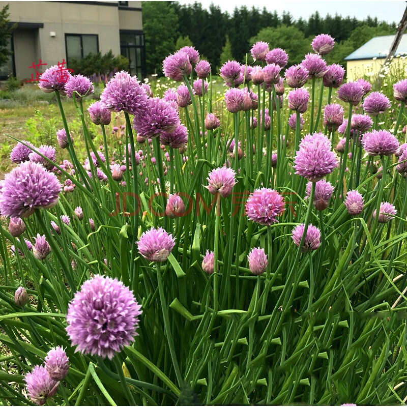 花种子虾夷葱种子细香葱四季香葱种子蔬菜盆栽阳台花种子观花种子