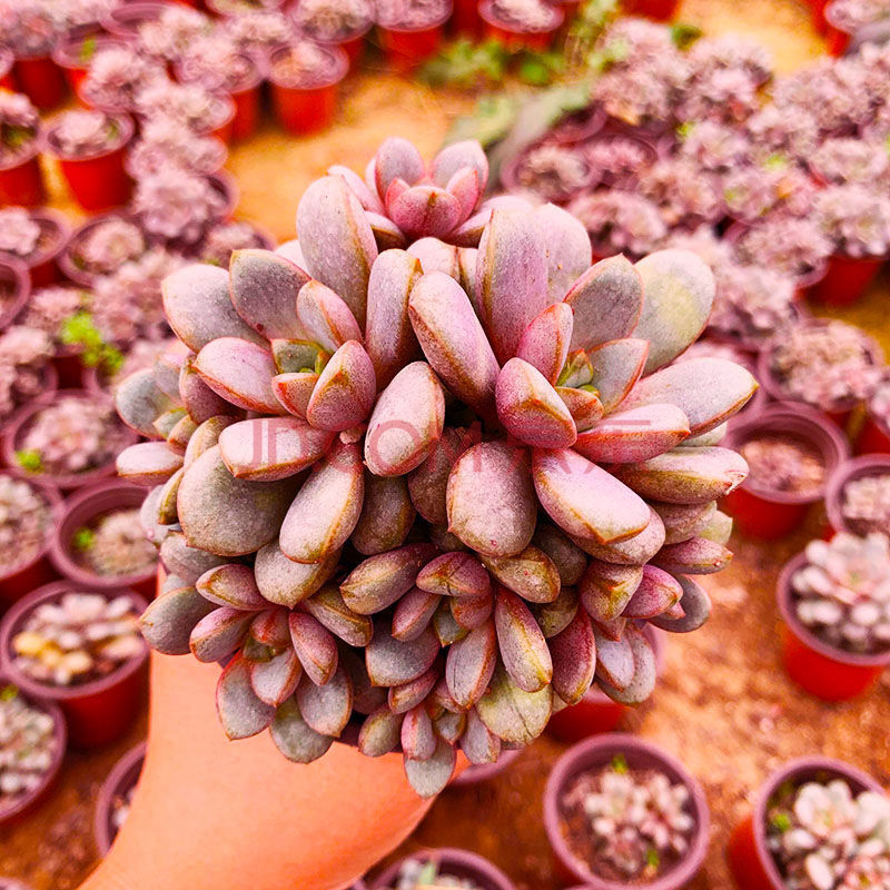 买二送一草莓苗带盆送肥料四季结果奶油草莓苗盆栽 美车巨早草莓苗 12