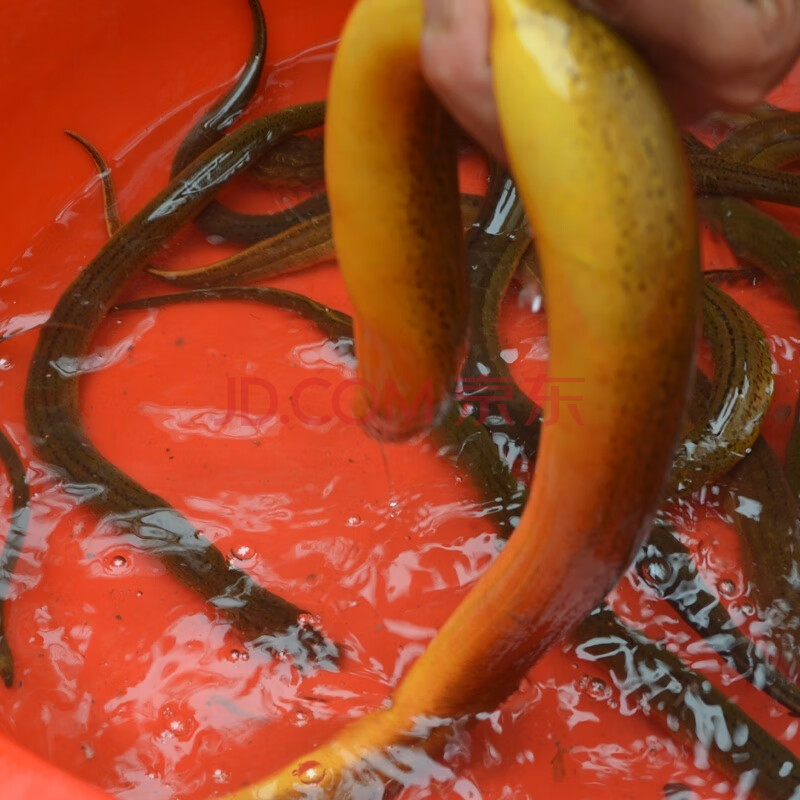 老扣 正宗黃鱔魚鮮活現殺鱔片小黃鱔活體現殺長魚去骨鱔魚片500