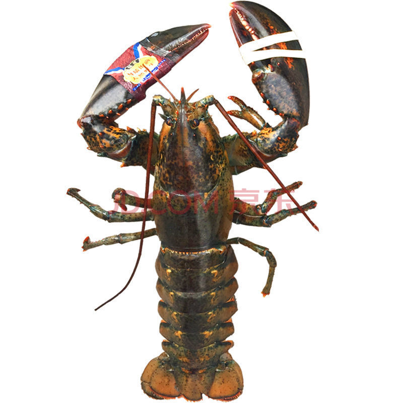 鲜冻波士顿龙虾超大龙虾大波龙海鲜水产顺丰 0.9-1.1斤/只 顺丰