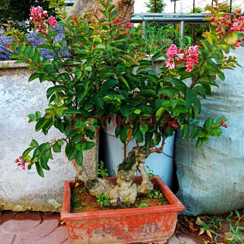实物造型红花红火箭造型紫薇盆景红花紫薇树桩植物盆栽 【一物一拍